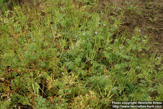 Photo: Erodium ciconium.