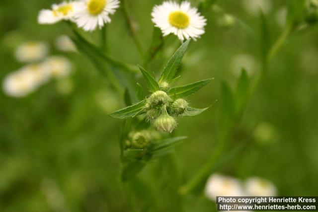 Photo: Erigeron philadelphicus 3.