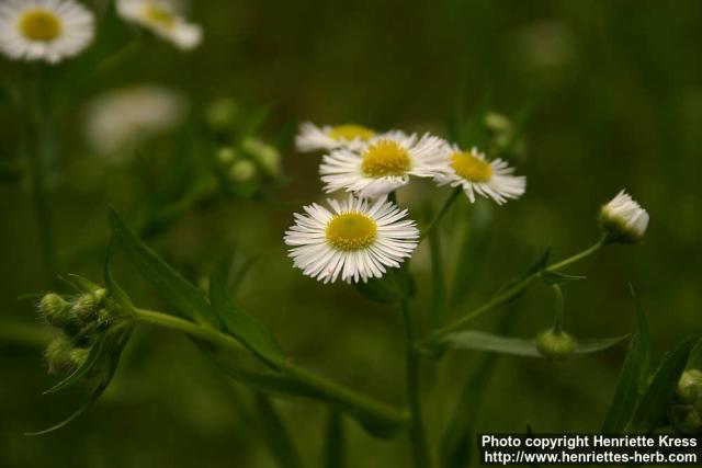 Photo: Erigeron philadelphicus 4.