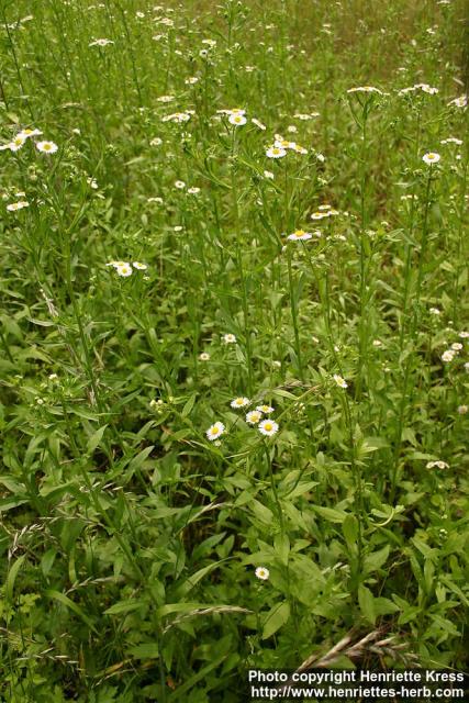 Photo: Erigeron philadelphicus 5.