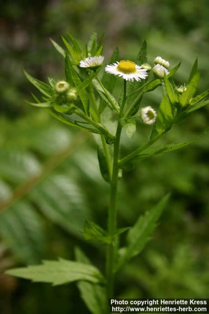 Photo: Erigeron philadelphicus 6.