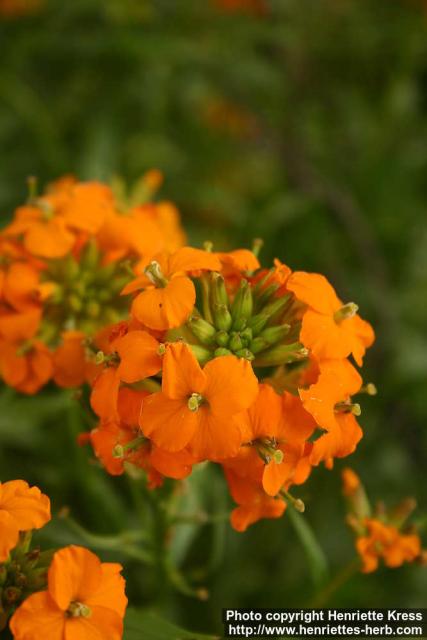 Photo: Erysimum cheiri 1.