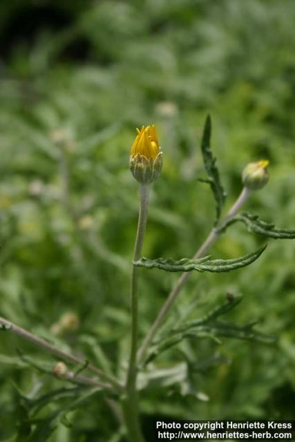 Photo: Eriophyllum lanatum 1.