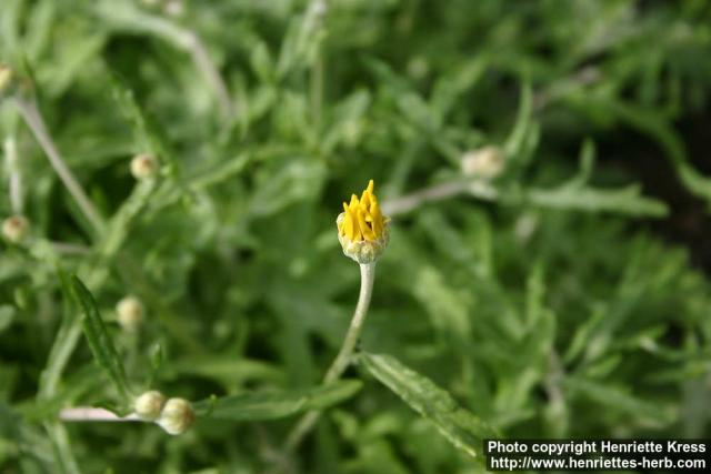 Photo: Eriophyllum lanatum 2.