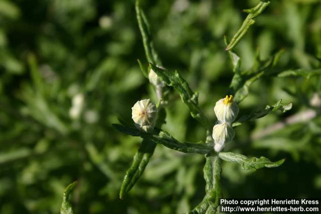 Photo: Eriophyllum lanatum 5.