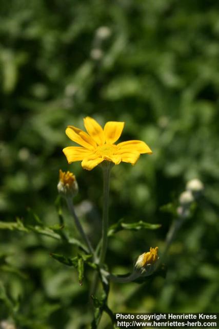 Photo: Eriophyllum lanatum 6.