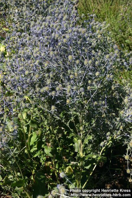 Photo: Eryngium planum 15.