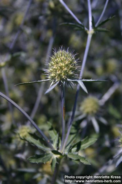 Photo: Eryngium planum 16.