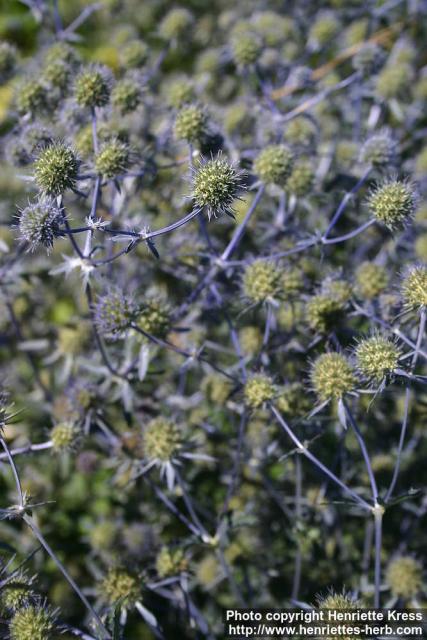 Photo: Eryngium planum 17.