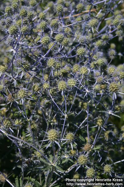 Photo: Eryngium planum 18.