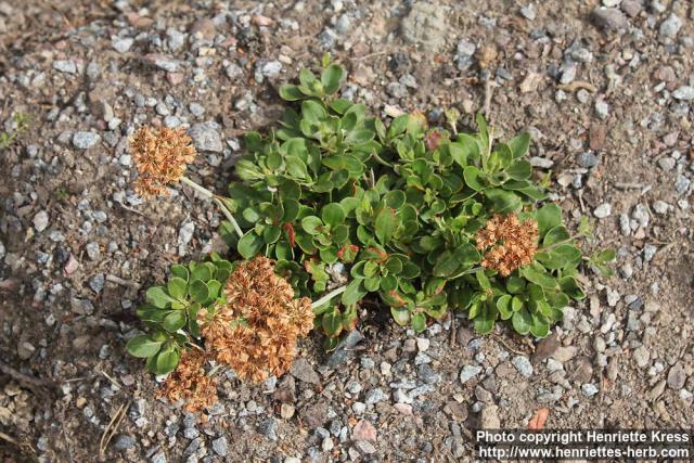 Photo: Eriogonum umbellatum 1.