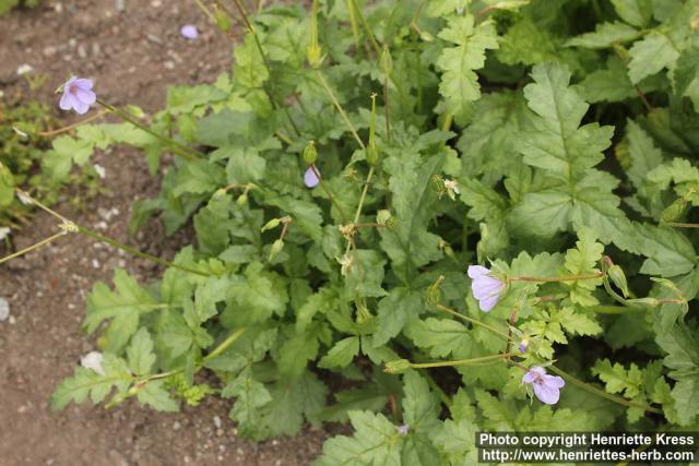 Photo: Erodium gruinum 0.