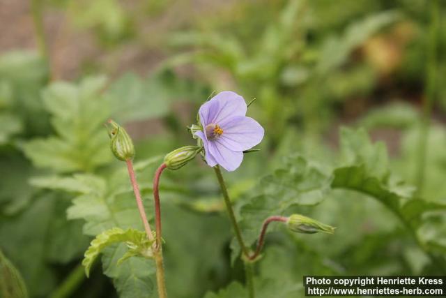 Photo: Erodium gruinum 1.