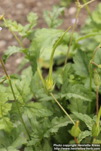 Photo: Erodium gruinum 2.