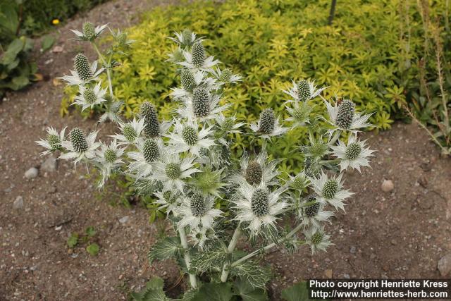 Photo: Eryngium giganteum 2.