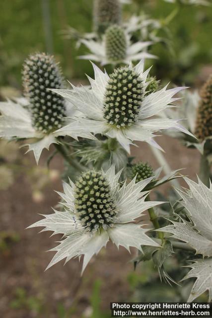 Photo: Eryngium giganteum 5.