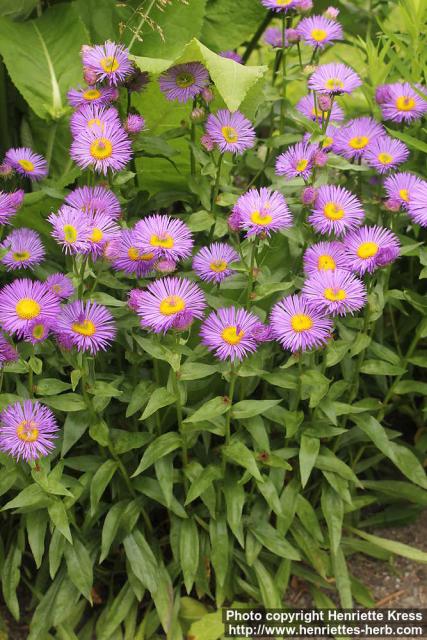 Photo: Erigeron speciosus 0.