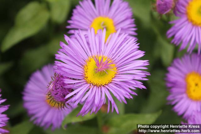 Photo: Erigeron speciosus 1.