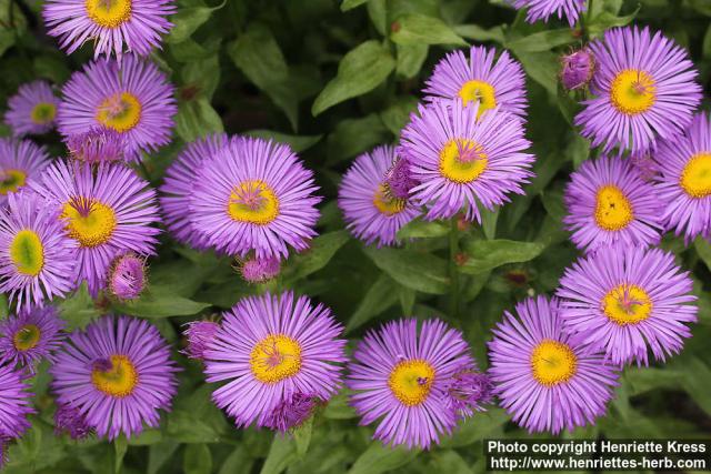 Photo: Erigeron speciosus 4.