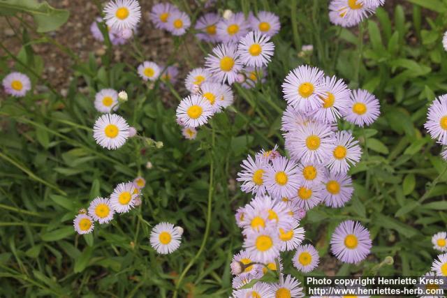 Photo: Erigeron formosissimus 0.