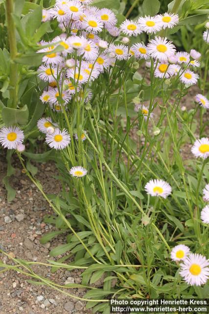 Photo: Erigeron formosissimus 2.