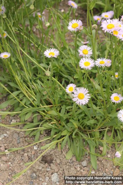 Photo: Erigeron formosissimus 3.