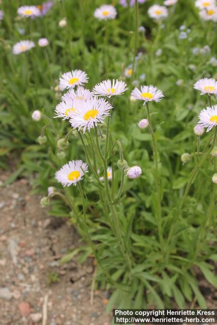 Photo: Erigeron formosissimus 4.