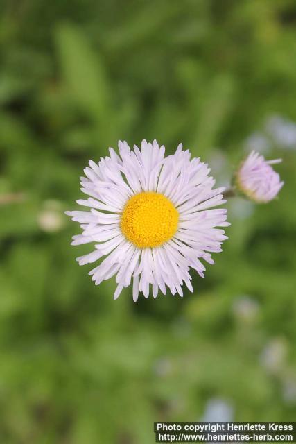 Photo: Erigeron formosissimus 5.