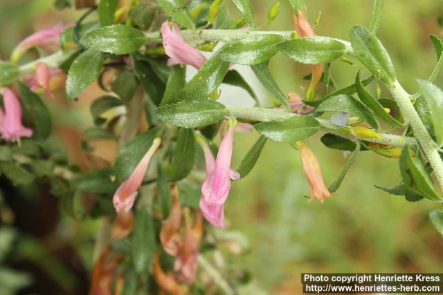 Photo: Eremophila calorhabdos 0.