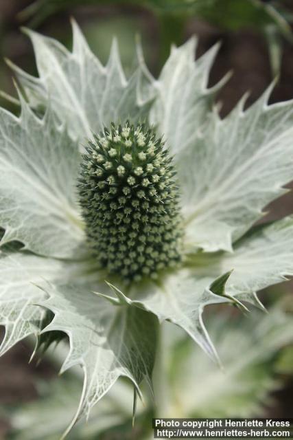 Photo: Eryngium giganteum 7.