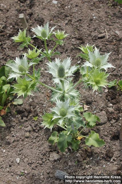 Photo: Eryngium giganteum 8.