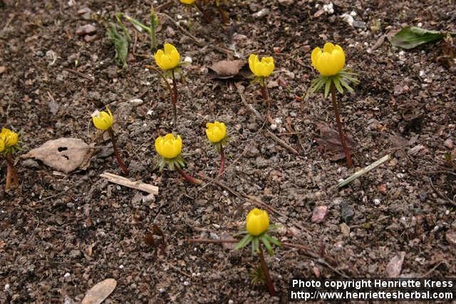 Photo: Eranthis hyemalis 6.