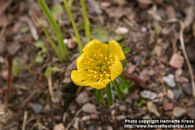 Photo: Eranthis hyemalis 8.