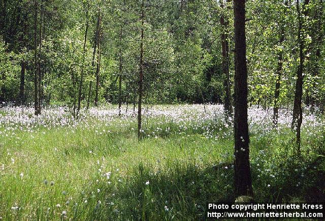 Photo: Eriophorum angustifolium 1.