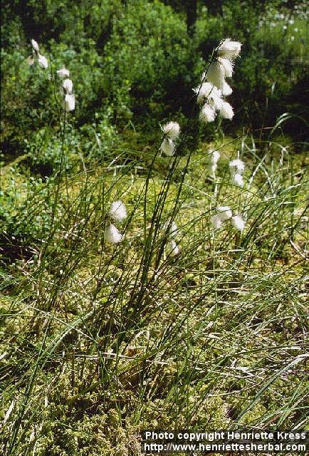 Photo: Eriophorum angustifolium 2.