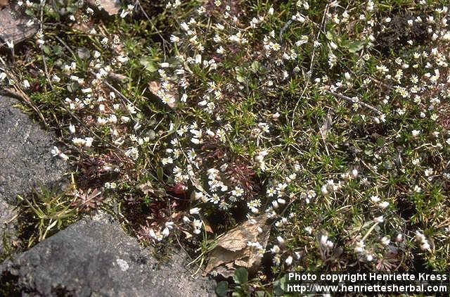 Photo: Erophila verna 1.