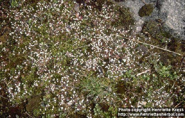 Photo: Erophila verna.