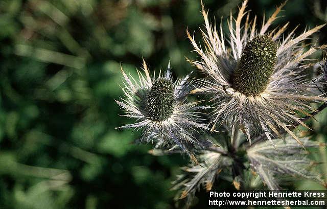 Photo: Eryngium alpinum 1.