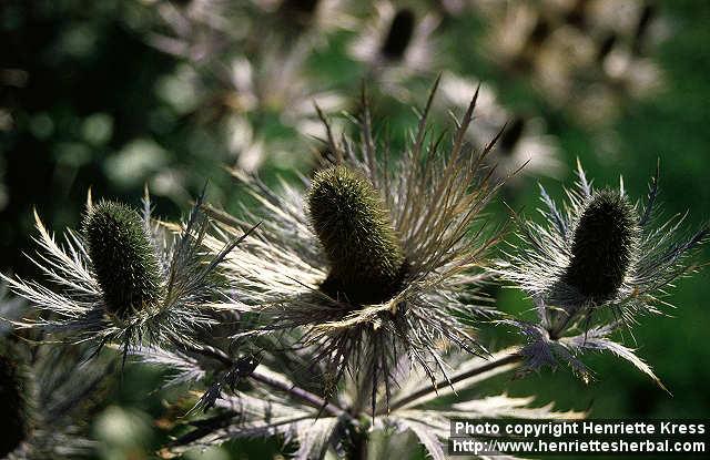 Photo: Eryngium alpinum 2.