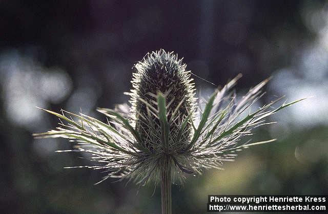 Photo: Eryngium alpinum 4.