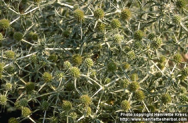 Photo: Eryngium campestre 1.