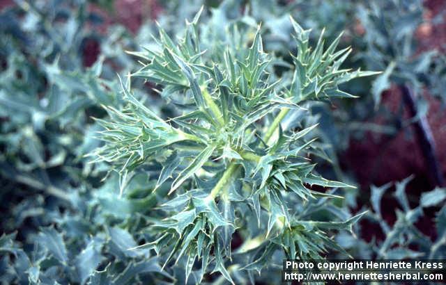 Photo: Eryngium campestre 2.