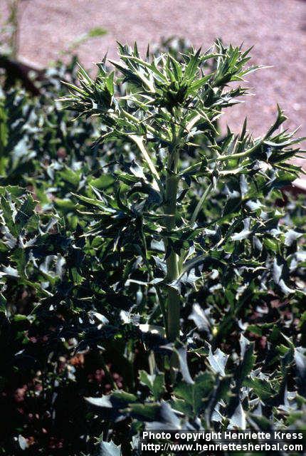 Photo: Eryngium campestre 4.