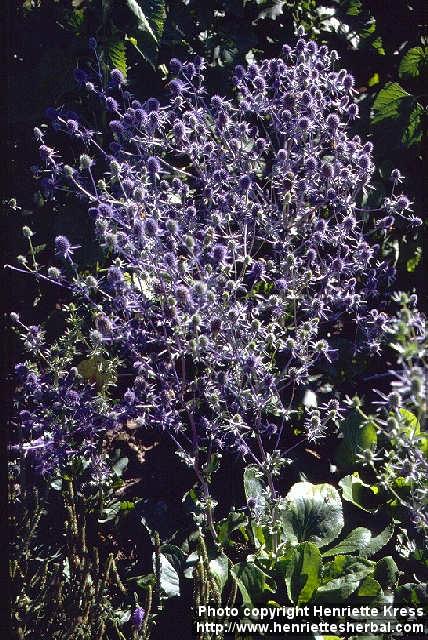 Photo: Eryngium planum 2.