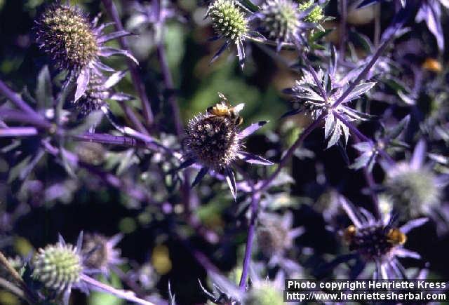 Photo: Eryngium planum 3.