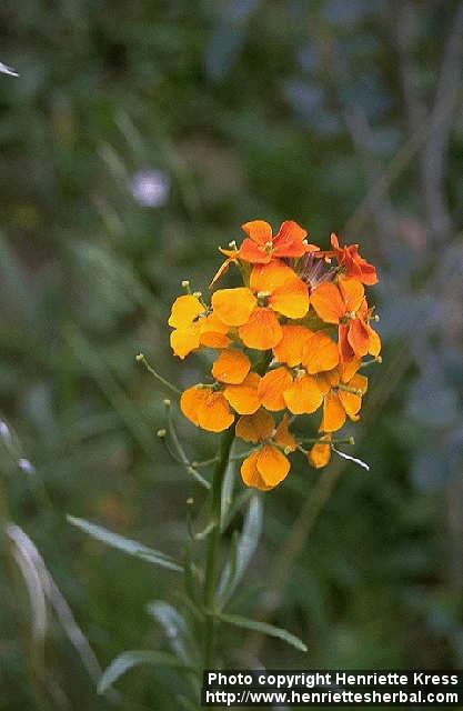 Photo: Erysimum 1.