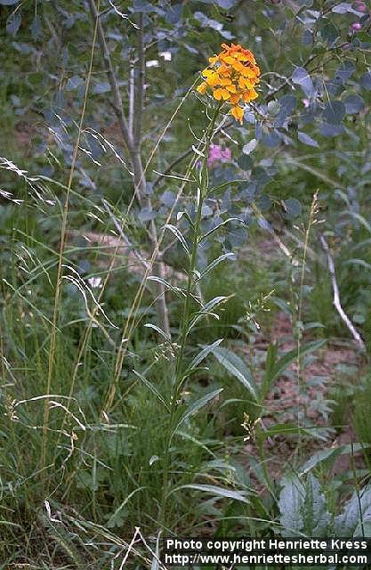 Photo: Erysimum.