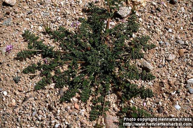 Photo: Erodium cicutarium.