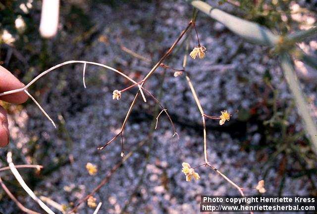 Photo: Eriogonum inflatum 1.