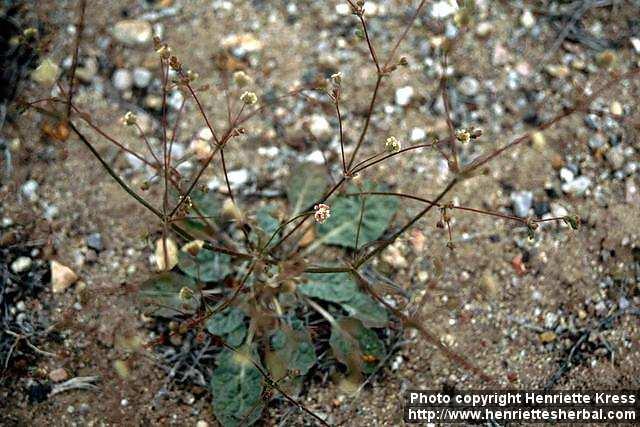 Photo: Eriogonum thurberi.